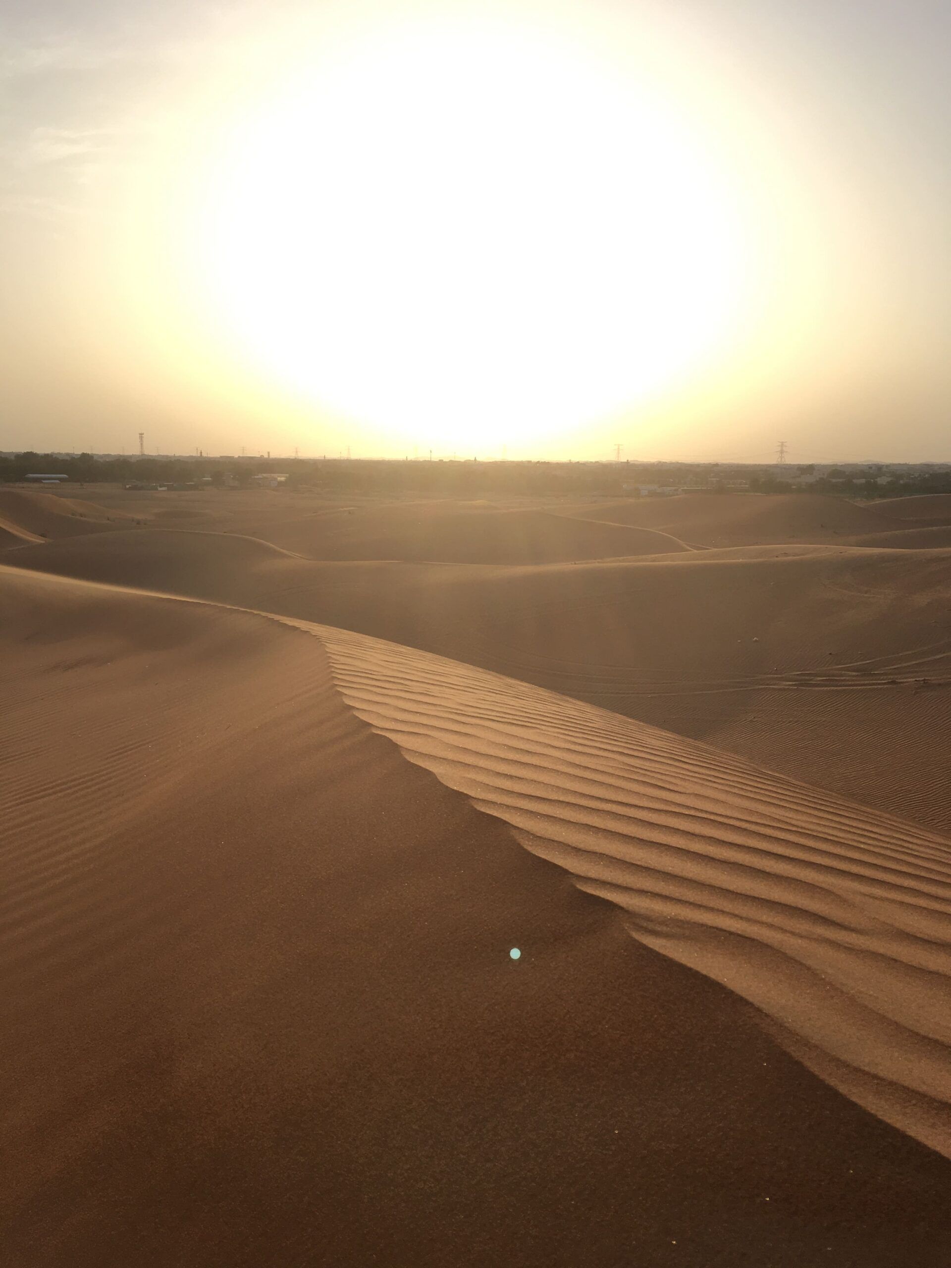 Desertblossom Profil