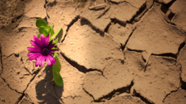 Blume in der Wüste