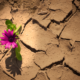 Blume in der Wüste