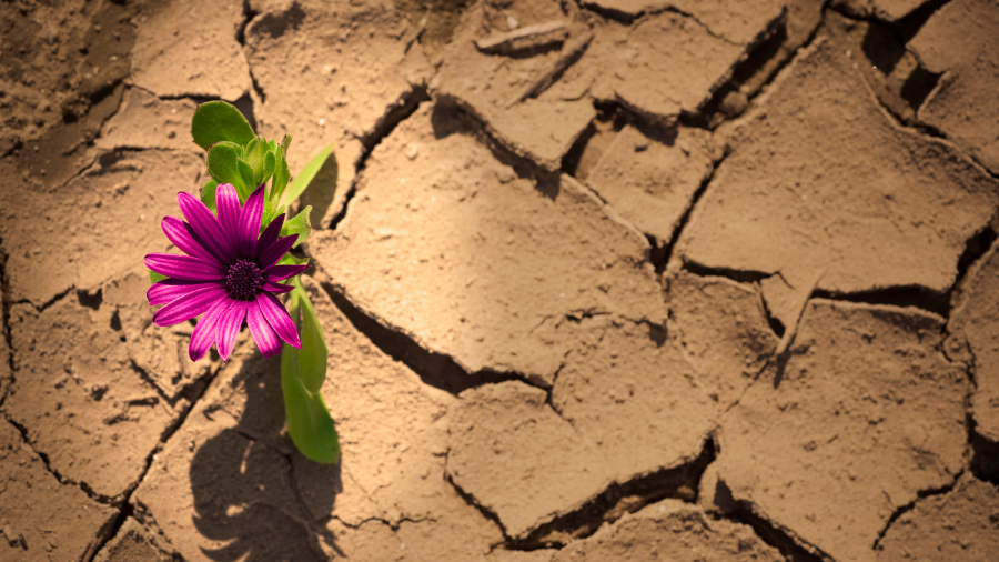 Blume in der Wüste