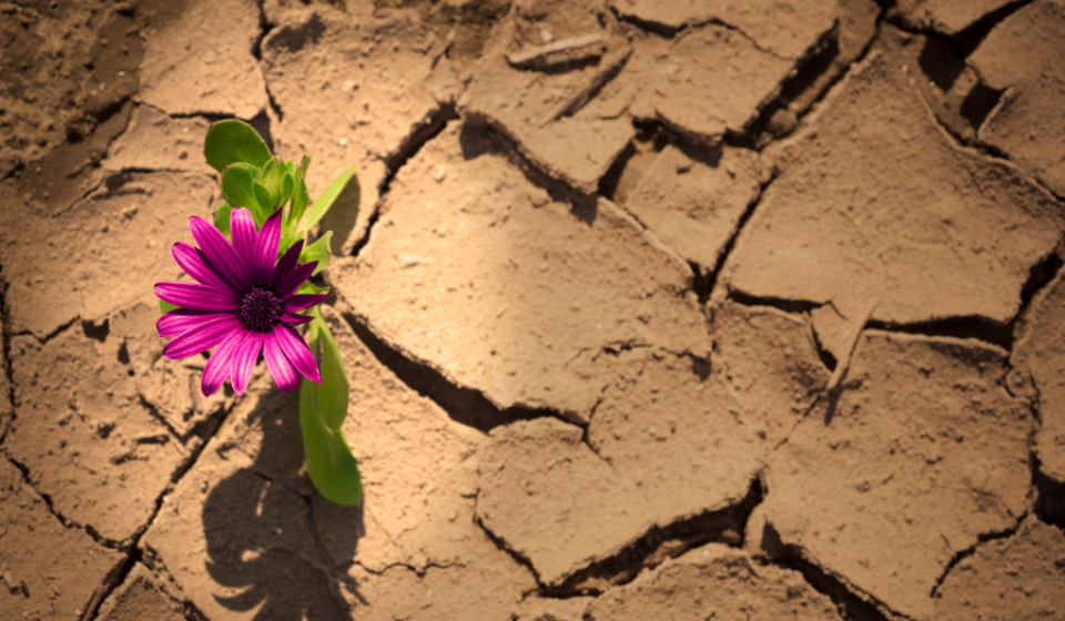 Blume in der Wüste